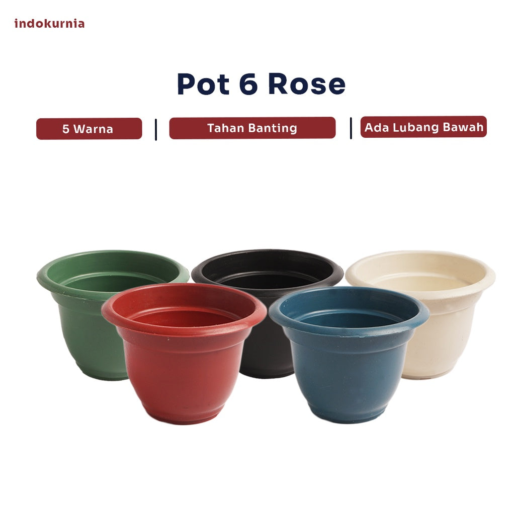 Indokurnia Pot 6 Rose