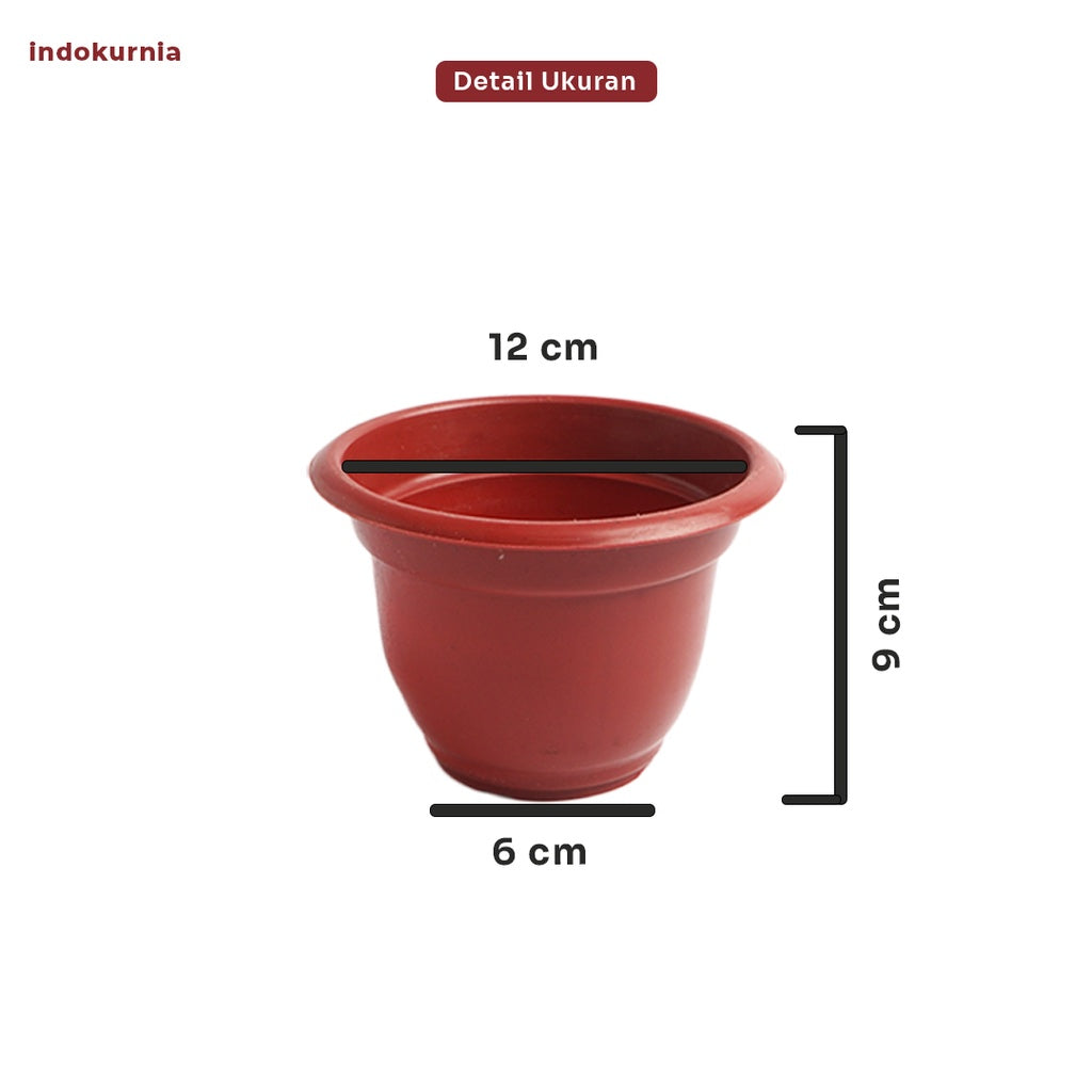 Indokurnia Pot 6 Rose